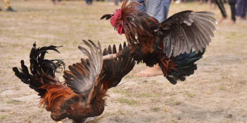 Hướng Dẫn Đăng Ký Đá Gà WW88 Đơn Giản Và Nhanh Chóng 4 Các thao tác đăng ký đá gà ww88