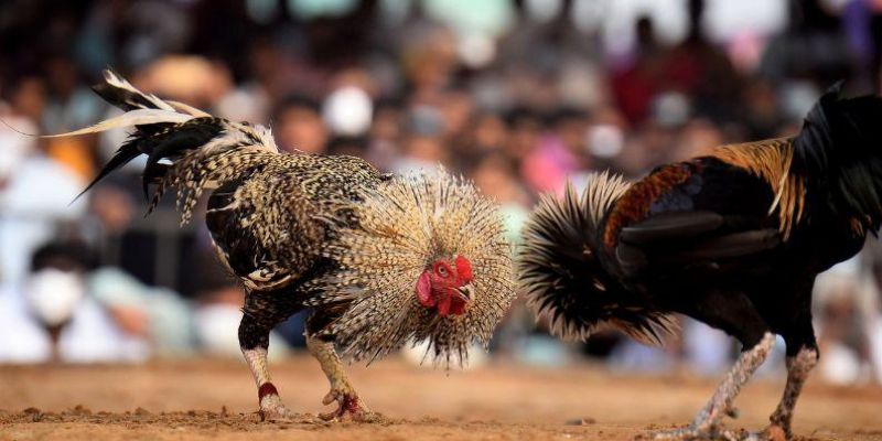 Hướng Dẫn Đăng Ký Đá Gà WW88 Đơn Giản Và Nhanh Chóng 3 Bảo mật thông tin khách hàng tuyệt đối