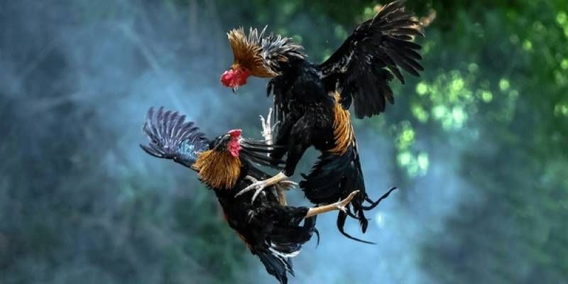 Hướng Dẫn Đăng Ký Đá Gà WW88 Đơn Giản Và Nhanh Chóng 2 Giới thiệu đôi nét nhà cái ww88