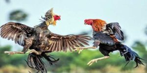 Hướng Dẫn Đăng Ký Đá Gà WW88 Đơn Giản Và Nhanh Chóng