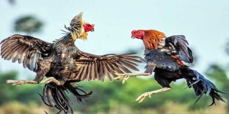Hướng Dẫn Đăng Ký Đá Gà WW88 Đơn Giản Và Nhanh Chóng